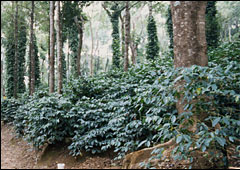 Coffee is grown under shade trees that carry pepper vines.